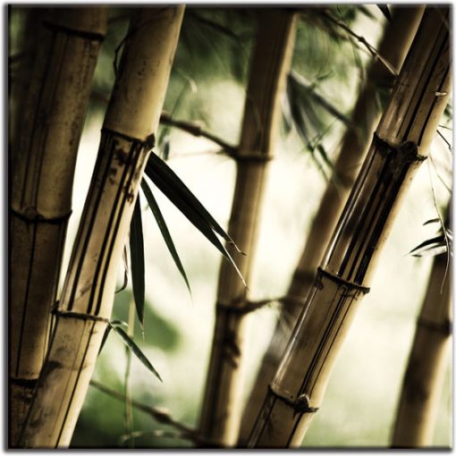 tapety z bambusami