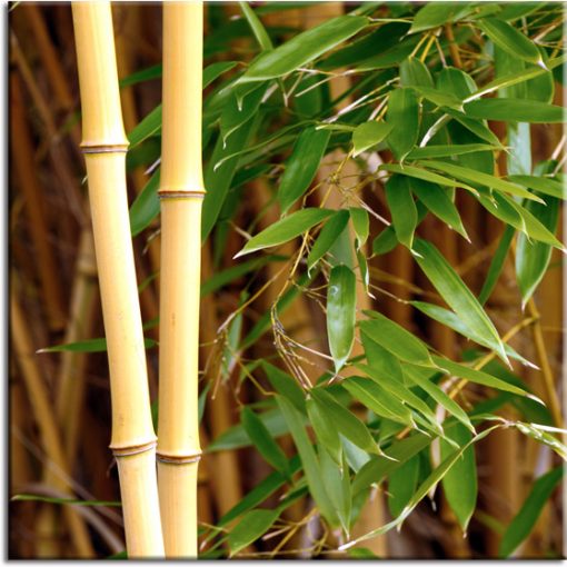 tapety z bambusami