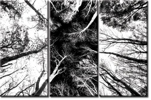 obrazy z drzewami