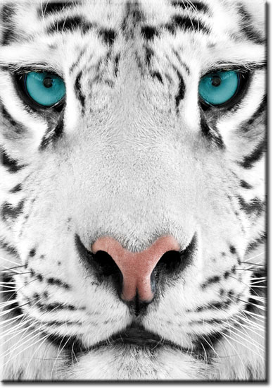 plakaty z tygrysem