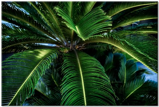 zielony obraz z palmą