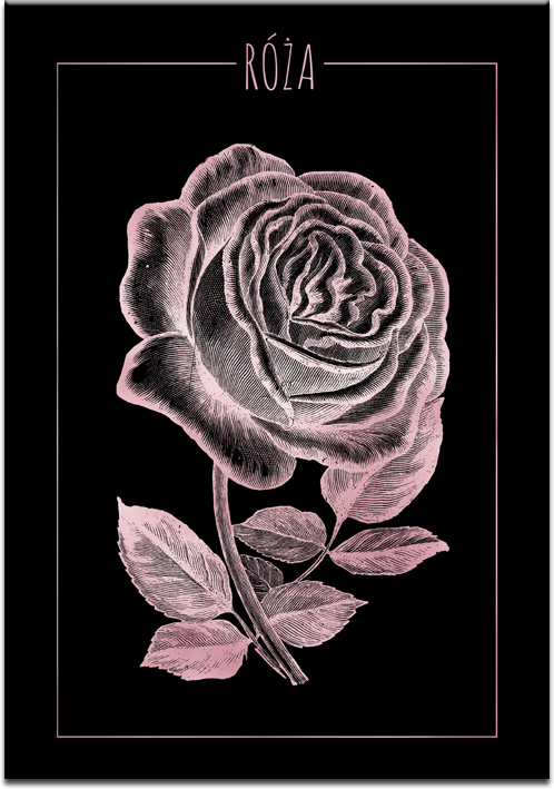 plakaty z różami