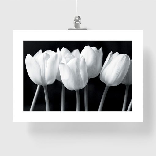 siedem tulipanów na plakacie