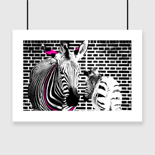 dwie zebry z elementem różu na plakacie