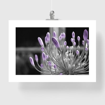 czarno-biały plakat z motywem kwiata