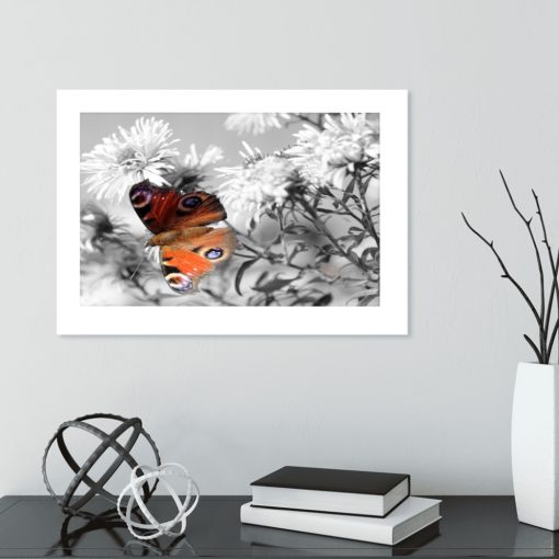 plakat motyl siedzący na kwiatach