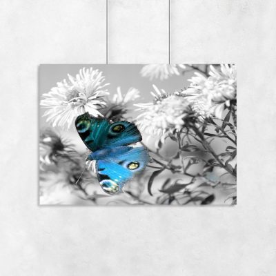 plakat niebieski motyl