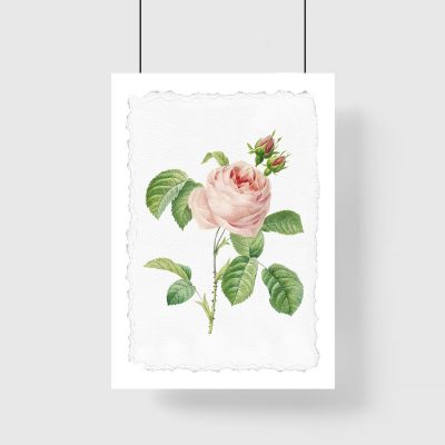 plakat z kwiatem róży