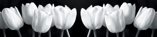 fototapeta z białymi tulipanami