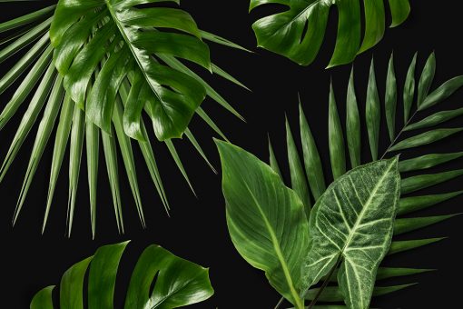 fototapeta tropikalne liście