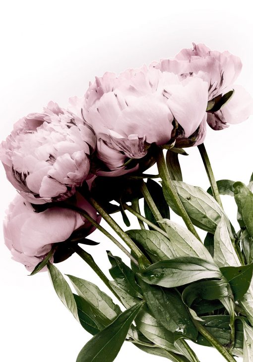 plakat różowy z motywem kwiatów
