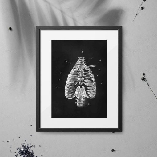 Plakat - Anatomia klatki piersiowej do gabinetu fizjoterapii