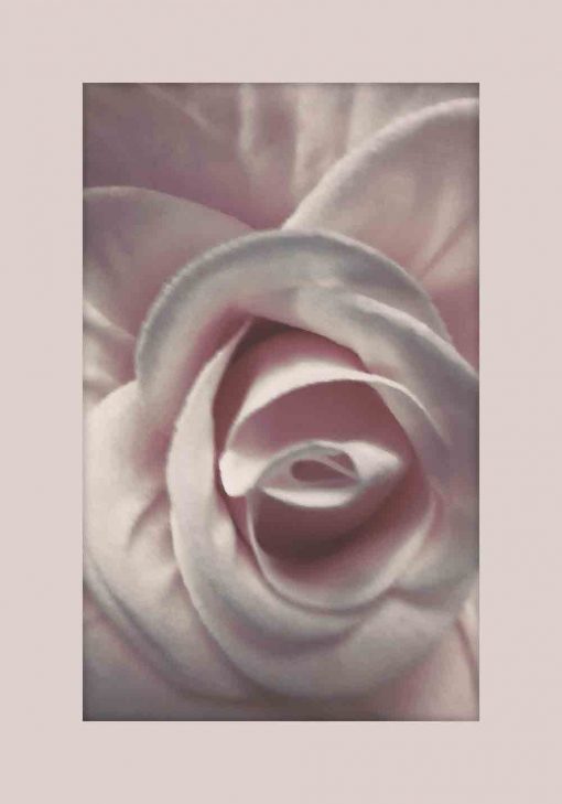 Plakat z różową różą