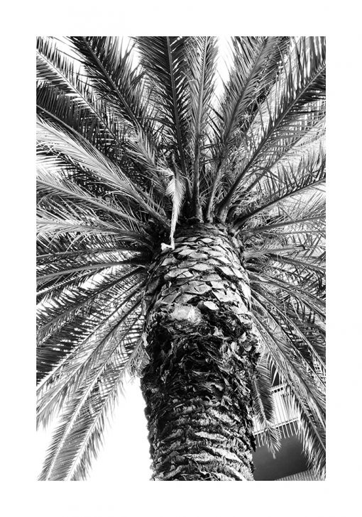 Plakat z palmą