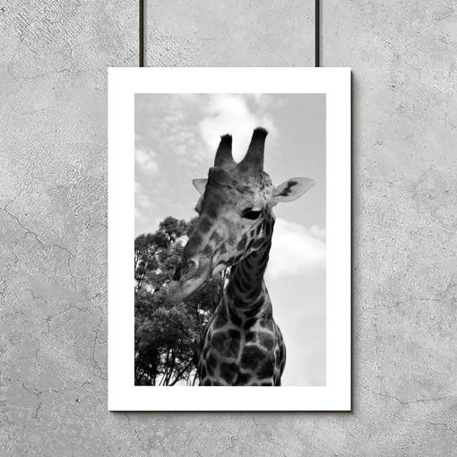 Plakaty żyrafa na sawannie