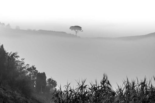 Obraz drzewo i mgła w szarym kolorze