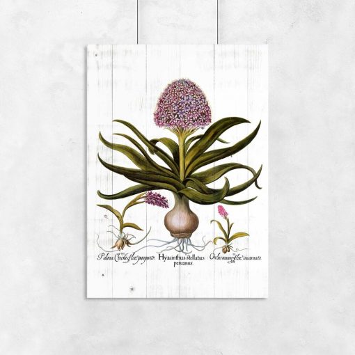 Botaniczny plakat z hiacyntem do przedpokoju