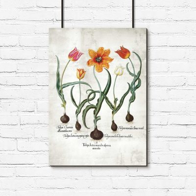 Botaniczny plakat - Ogniste tulipany do gabinetu