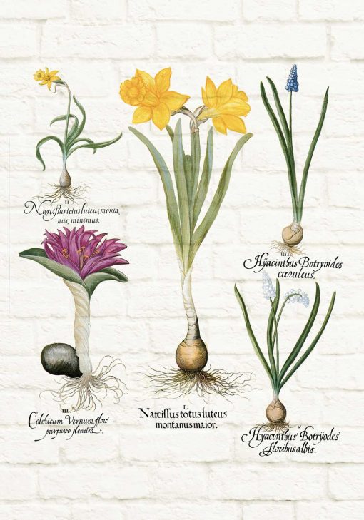 Botaniczny plakat z niebieskim szafirkiem do jadalni