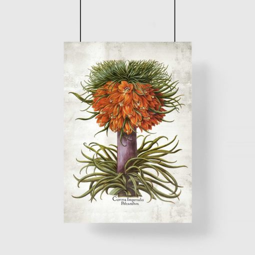 Kwiat cesarskiej korony - Plakat do biura