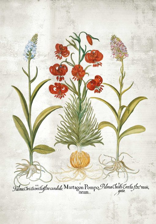 Plakat edukacyjny z kwiatami