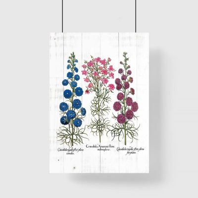 Plakat gatunki roślin zielnych