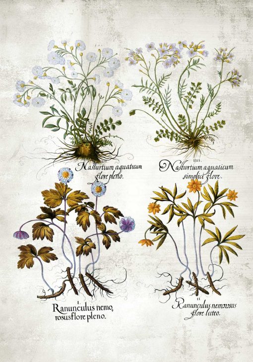 Plakat z roślinami leczniczymi