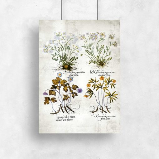 Plakaty z roślinami leczniczymi