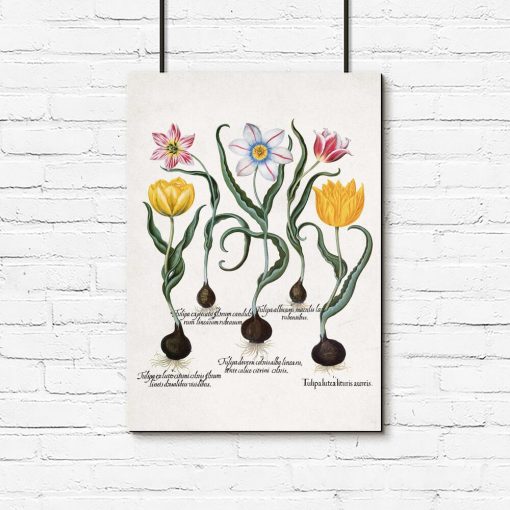 Plakaty z tulipanami i cebulkami