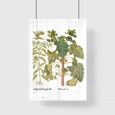 Plakat z ziołami