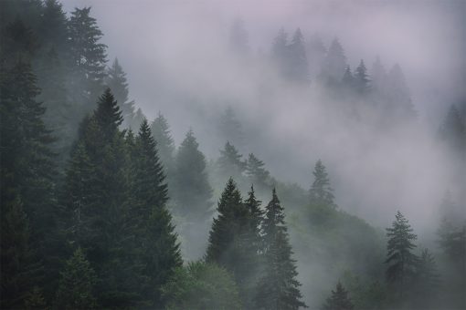 Fototapeta z drzewami za mgłą
