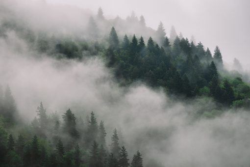 Tapeta drzewa we mgle