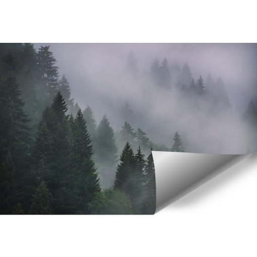 Tapeta z drzewami i mgłą