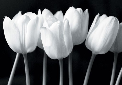 Obraz z motywem tulipanów